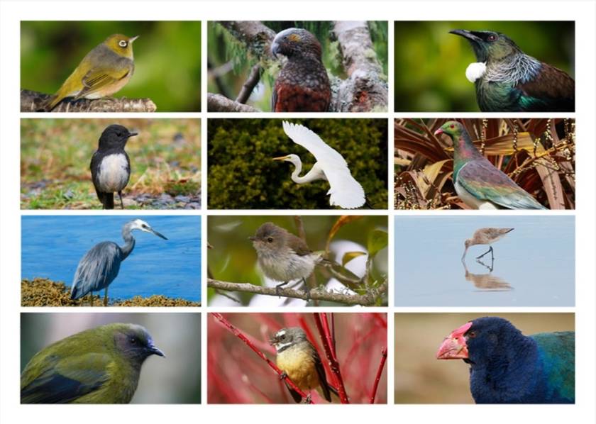 2023 Birds of Aotearoa NZ Calendar | Felt