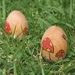 Wooden Easter Egg - Mushrooms
