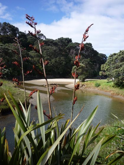 Pukeora Stream 1, Orewa Beach, Hibiscus Coast, Auckland, New Zealand, photographic print