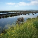 Wetlands near Clive, Hastings, New Zealand, photographic print