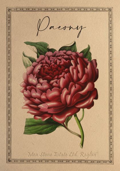 Fine art Peony flower postcard in Kraft envelope