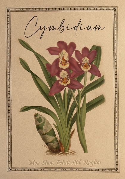 Fine art Cymbidium Orchid postcard in Kraft envelope
