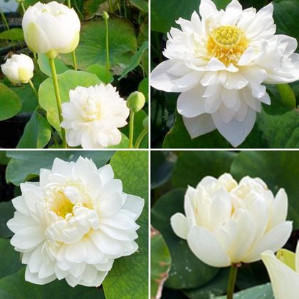 Lotus seeds 'The Smallest' Sacred Nelumbo Nucifera, white with soft green blush 