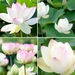 Lotus seeds 'The Smallest' Sacred Nelumbo Nucifera, white with soft pink blush 