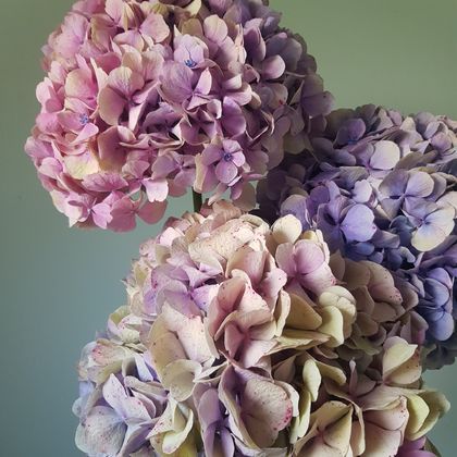 Hydrangea Trio: Framed Floral Phographic Print