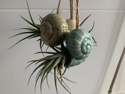 Air Plant 3x Sea Snail with Tillandsia  white/green/blue/red/black
