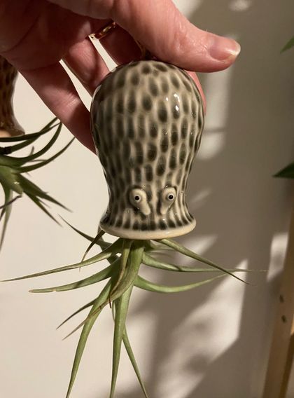 Air Plant octopus  with Tillandsia  green/blue/red/black