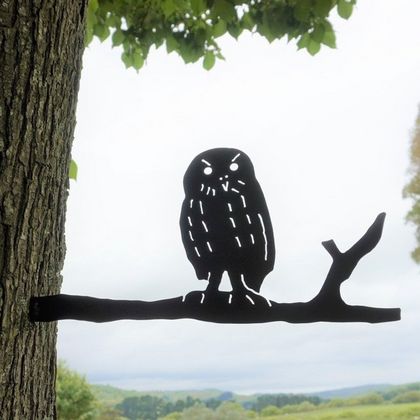 Morepork owl roosting on a branch