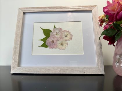 Four Cherry Blossoms, Pressed Flower Art