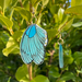 Handmade earrings butterfly wings