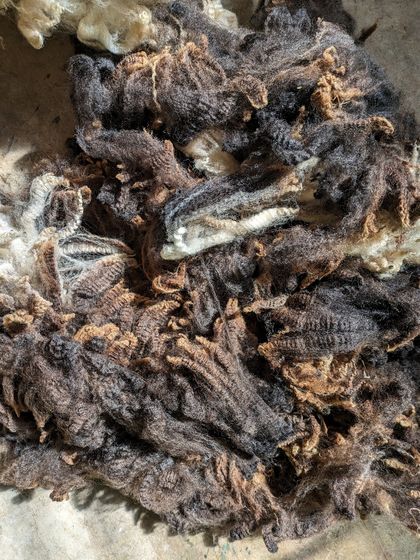 Bandit's fleece - variegated black/white corriedale/romney hogget fleece 500g