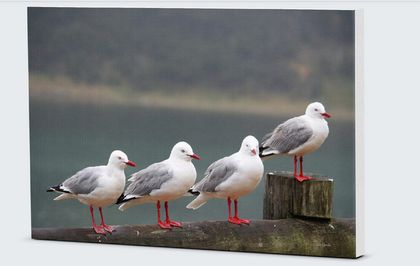 Four Seagulls at Houhora Heads