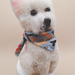 Pompom - Full body Westie - DB41