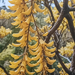 Kowhai  I