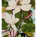 Still Life with Magnolia Limited Edition Print