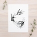 Black Swallows bird print A4 - Contemporary art print of pencil and watercolour drawing