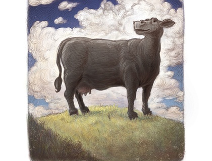 "Black Cow" - Quality Print 