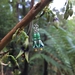 NZ Tree Fuchsia (kōtukutuku) earrings, individually enamelled sterling silver flower earrings