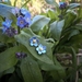 Forget me not flower studs, individually enamelled sterling silver flower earrings