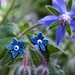 Starflower borage studs, individually shaped and enamelled sterling silver flower earrings