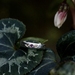 Peach Sapphire and Rhodolite Garnet Rosebud ring, hand engraved