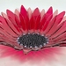 Fused Glass Gerbera Flower Bowl - Pink Passion