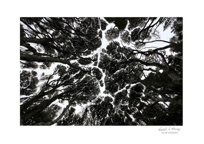 'Anawhata Forest' Piha