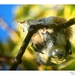 'Waxeye View' Waitakere Ranges