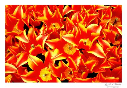 'On Fire' Tulips