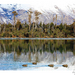 'Lake Visitors' Queenstown