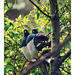 'Pigeon Pair' NZ Native Kereru