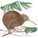 A3 Print - Native Bird: Kiwi