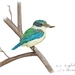 Art print NZ Kingfisher Bird