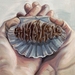 Shell and Cone - Giclee Art Reproduction Print