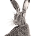 Hare I 2020