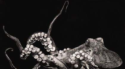 Octopus 2021 - Limited edition archival print A2