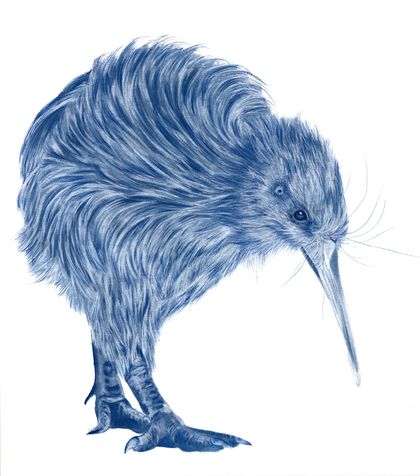 Blue Kiwi 2020 - limited edition archival print A2