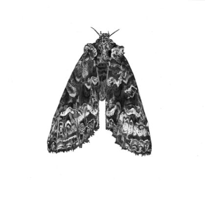 Moth A3 print 