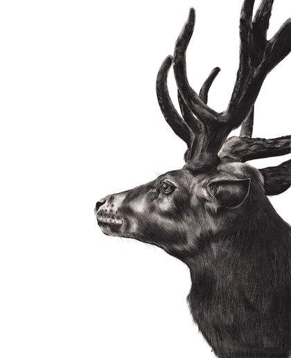 Red Deer A2 archival print 