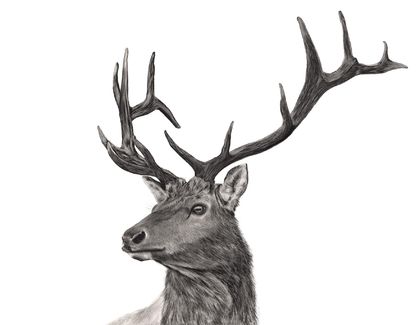 Wapiti (Elk) A2