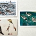 Set of 6 New Zealand Seabird greeting cards.