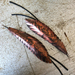 XL copper brushed feather earrings, up-cycled