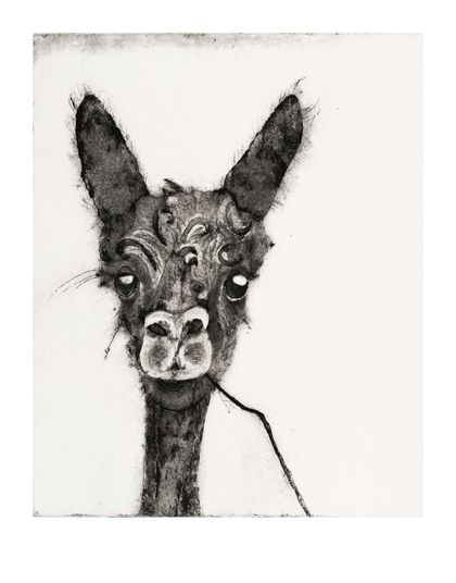Fine Art Print - Llama / Alpaca