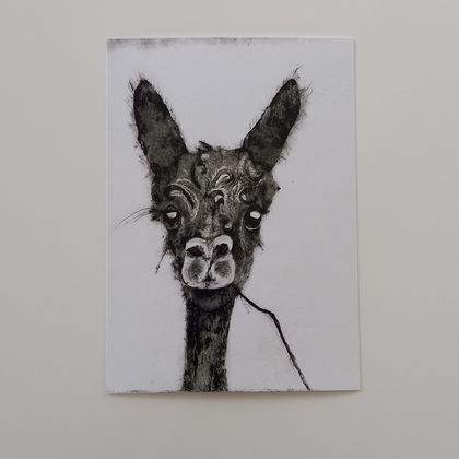 Postcards (5-pack - 1 Free) - Alpaca/Llama