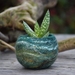 Green woolly plant Bowl