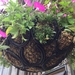 HANGING BASKET - UNIQUE - MADE FROM HORSESHOES