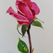 Pink Rose - original watercolour by Vicky Curtin
