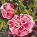 Pink Camellias - original oil painting, by Vicky Curtin