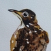 Spotted Thrush Bird - original watercolour, by Vicky Curtin