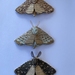 Ceramic Moths  - Set of 3
